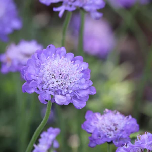 Бэр цэцэг (Scabiosa)